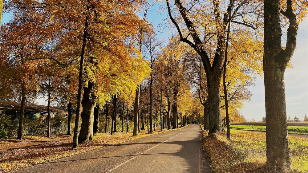 Allee vor Bremgarten bei Bern