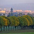 Allee vor der Stadt