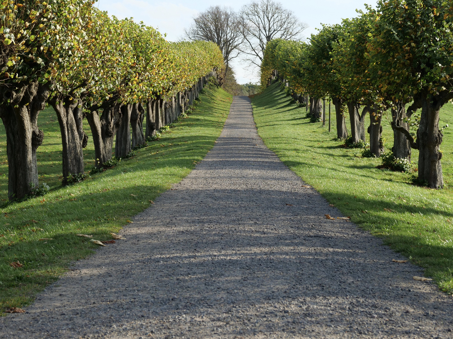 Allee vor Schloß Bothmer