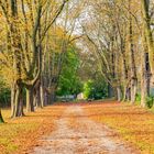 Allee vorm Schloss Sommerschenburg