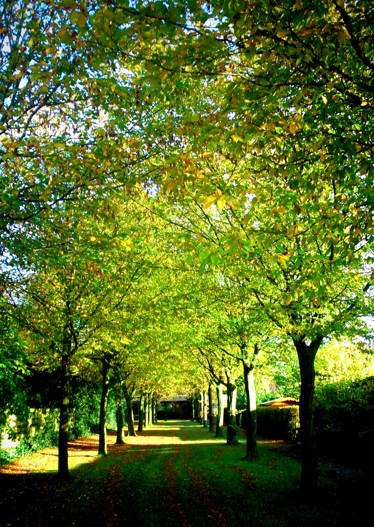 Allee, Weg im Herbst