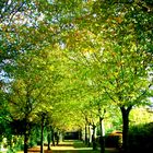 Allee, Weg im Herbst