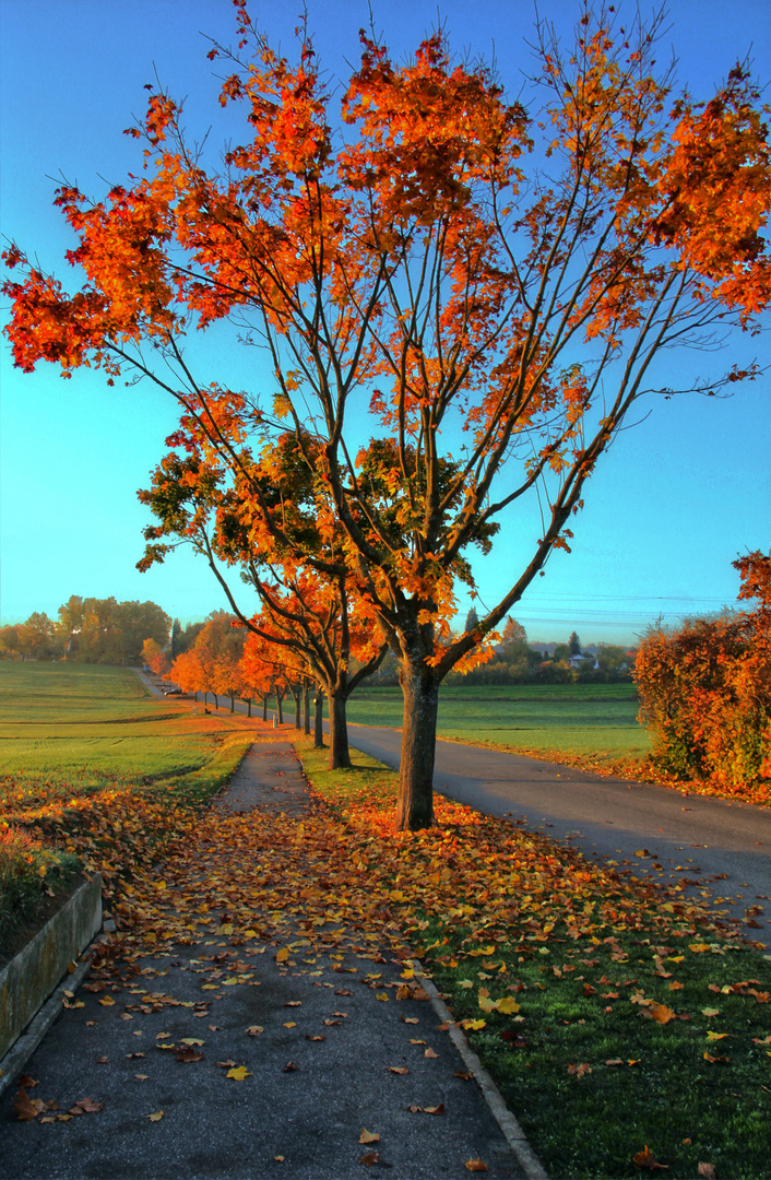 Allee zum Friedhof