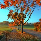 Allee zum Friedhof