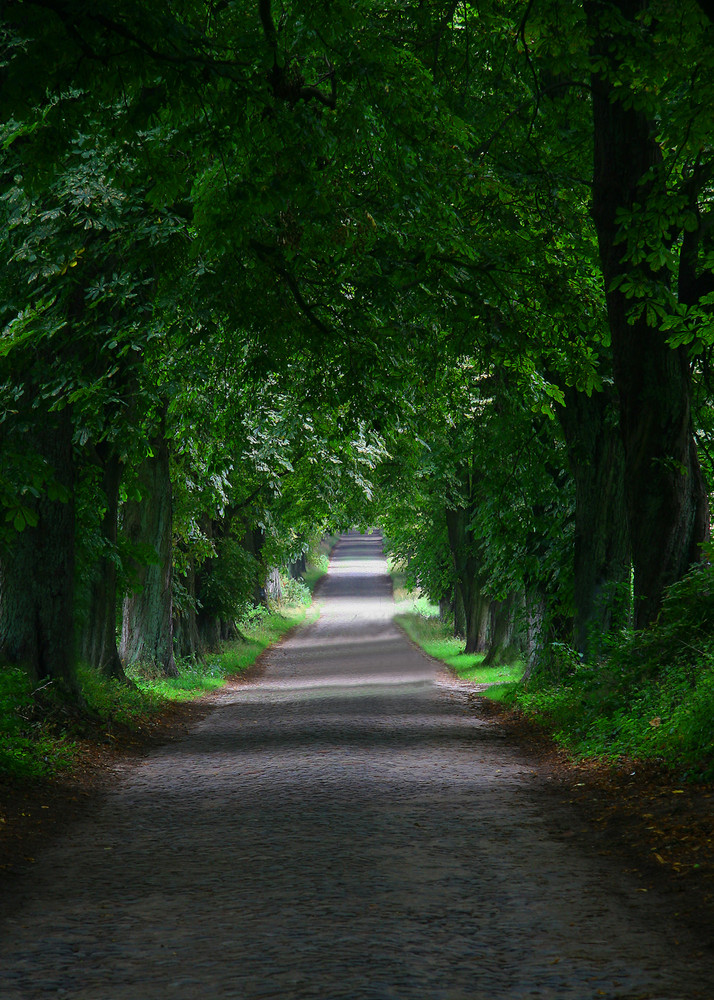 Allee zum Jagdschloß Granitz auf Rügen