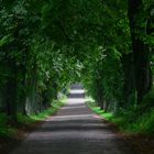 Allee zum Jagdschloß Granitz auf Rügen