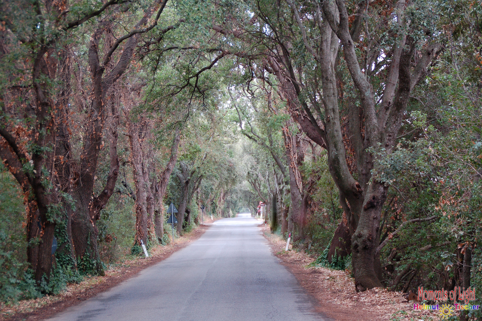 Allee zum Paradies