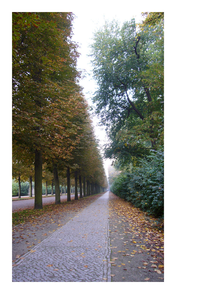 Allee zum Park Sanssouci