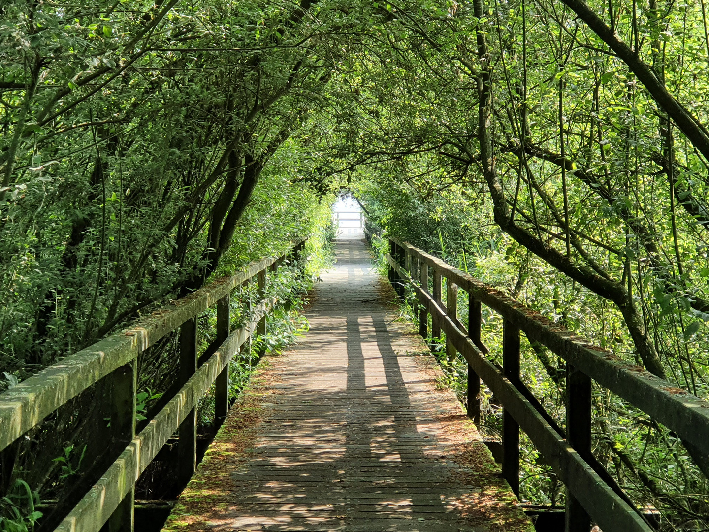 Allee zum Steinhuder Meer