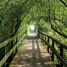 Allee zum Steinhuder Meer