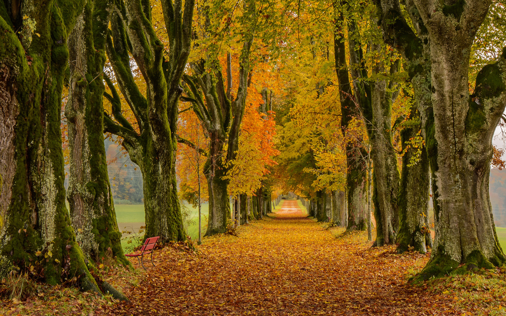 Allee zur Burg Schlosswil