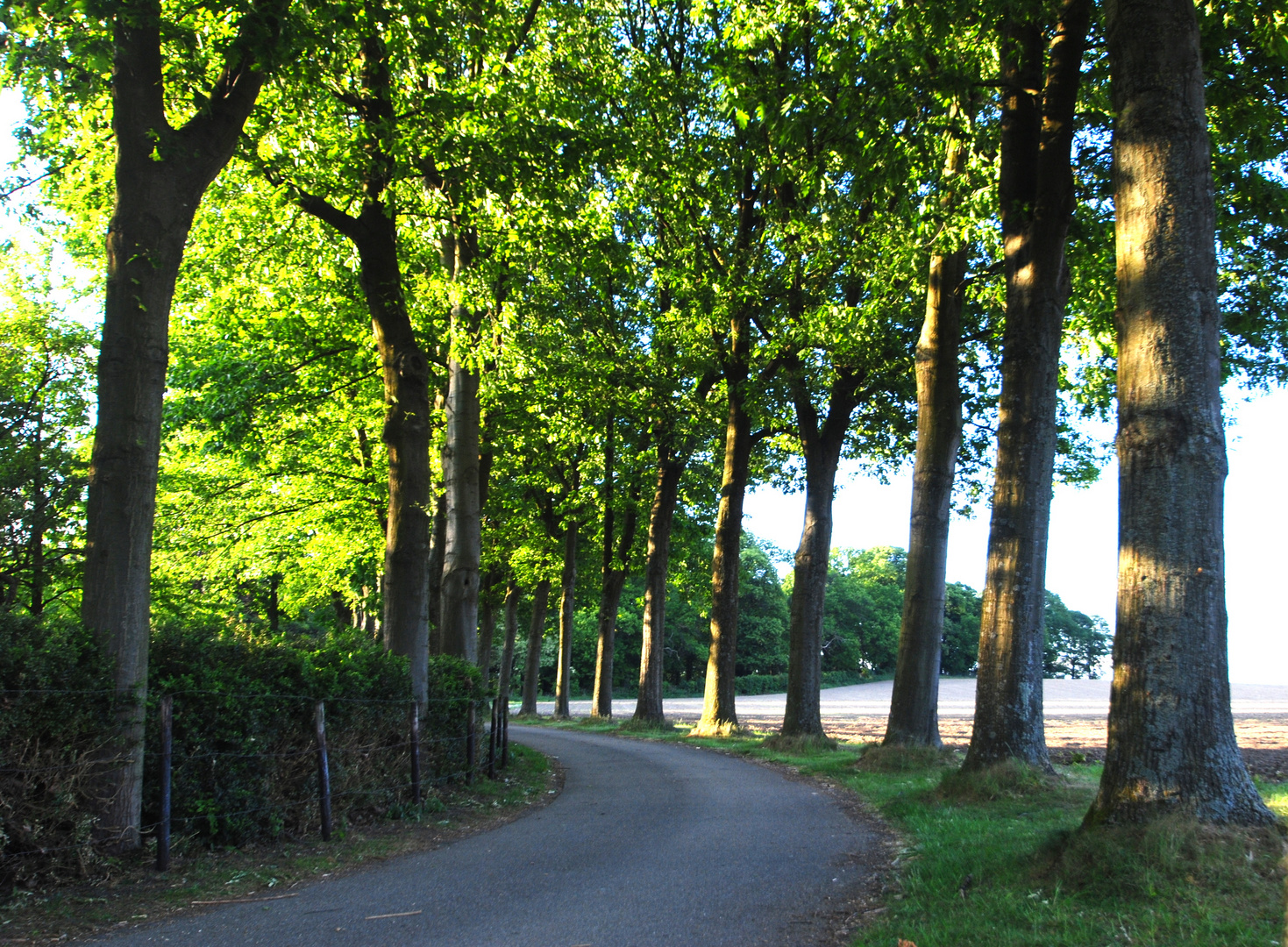 Allee zur Burg Unterbach