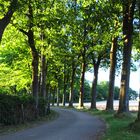 Allee zur Burg Unterbach