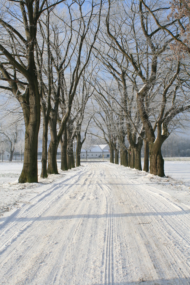 Allee zur Mittagszeit