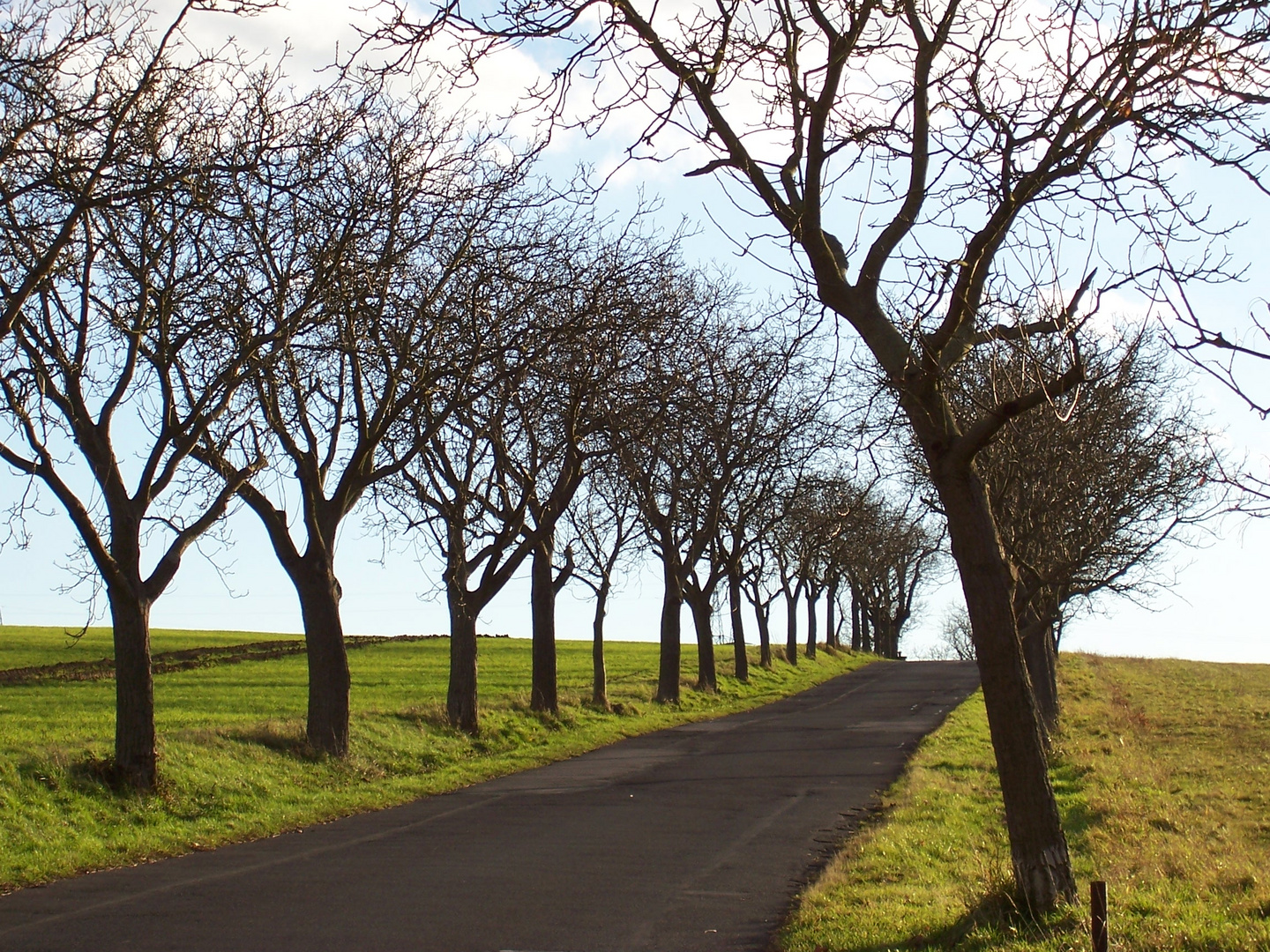 Allee zur Steinburg