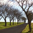 Allee zur Steinburg