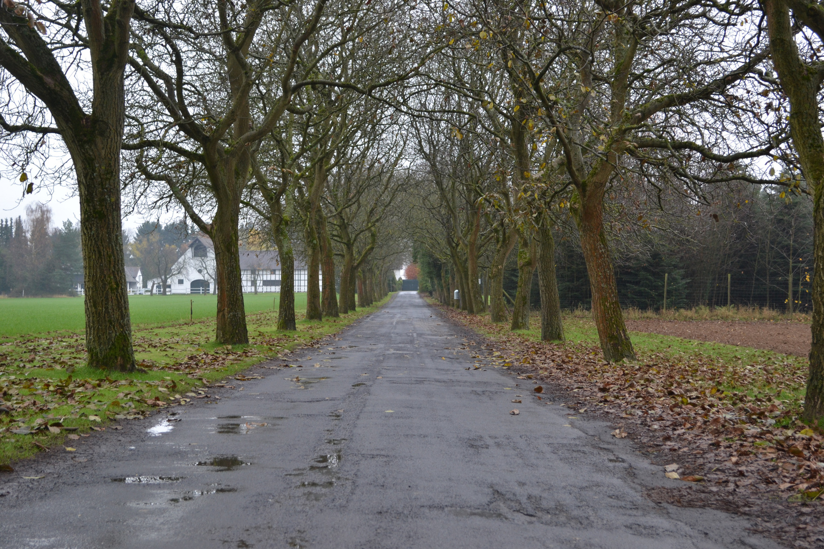 Allee zur Wahnbachtalsperre