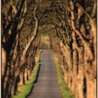 Allee zwischen Alten- und Neuensien / Rügen