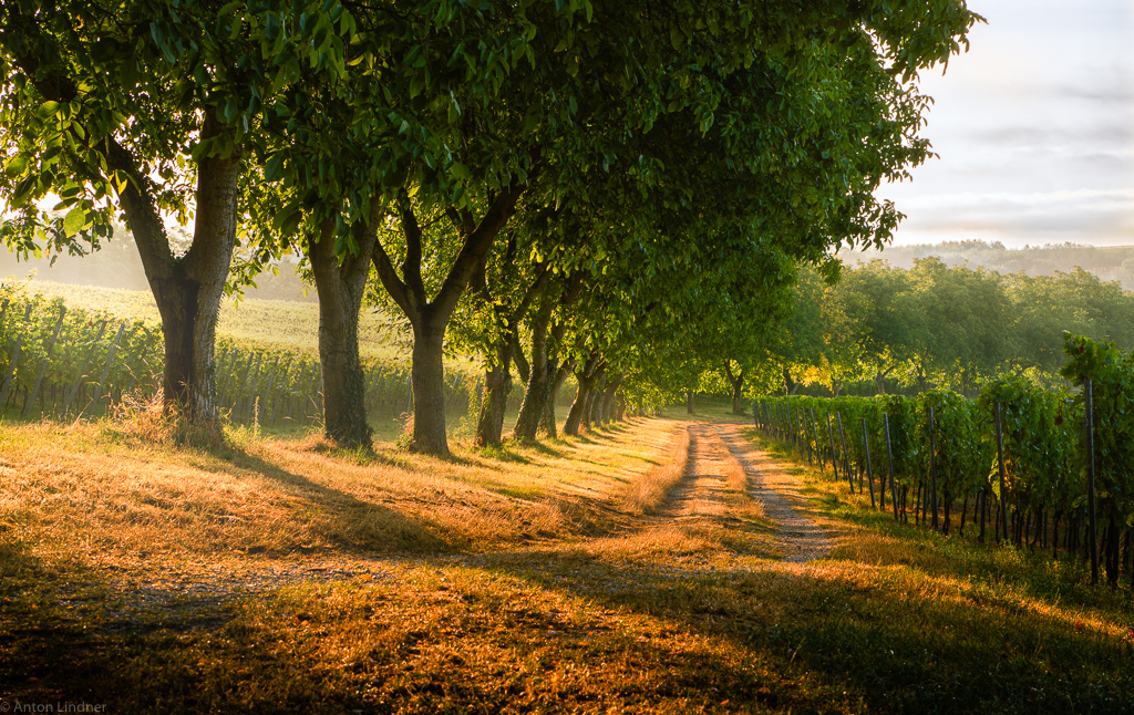 Allee zwischen den Reben