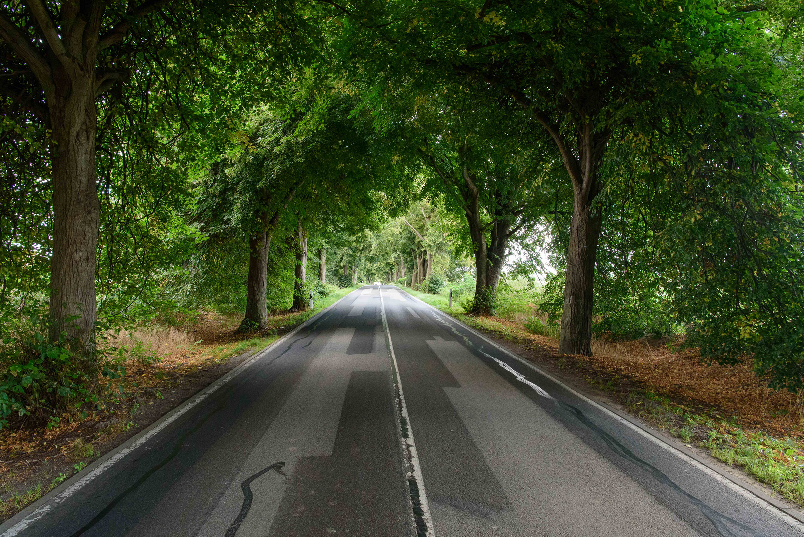 Allee zwischen Putbus und Garz