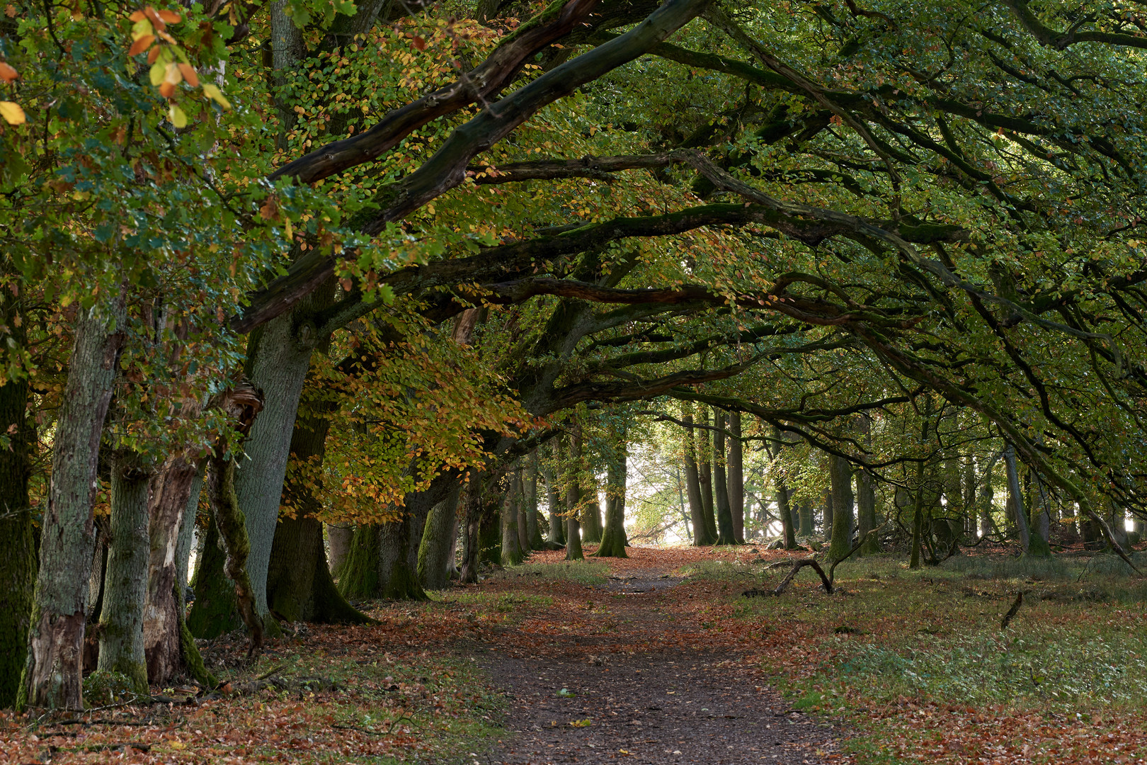 Allee zwischen Wilsede und Niederhaverbeck