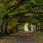 Allee zwischen Wilsede und Niederhaverbeck