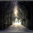 Allee_1