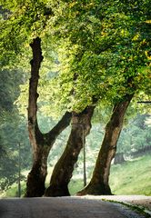 Alleebäume (Bensheim Auerbach)