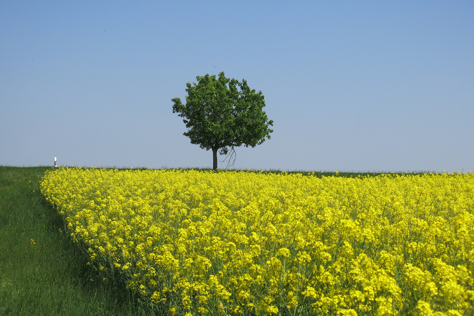 Alleebaum im Frühling