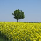 Alleebaum im Frühling