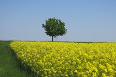 Alleebaum im Frühling