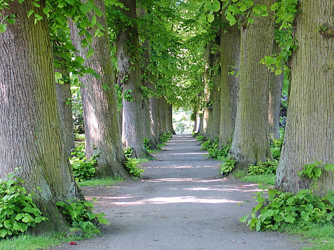 allee_im_hirschpark