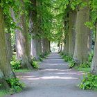 allee_im_hirschpark