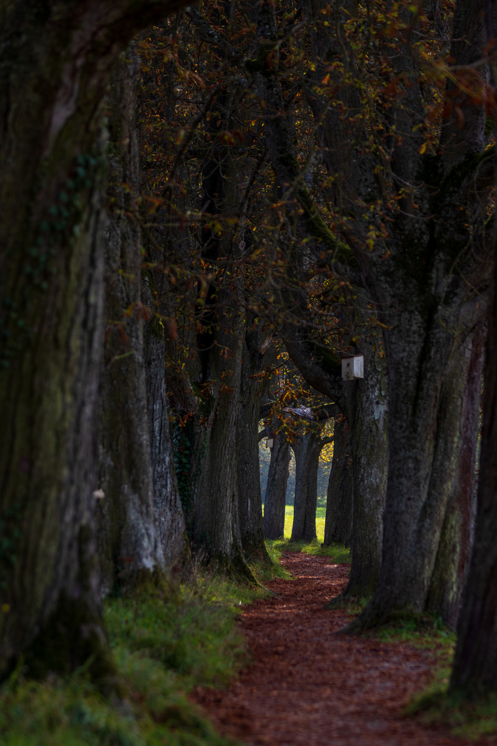 Alleen, Herbst, Laub 