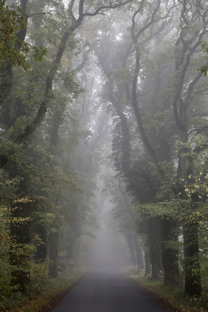 Alleenbäume im Nebel