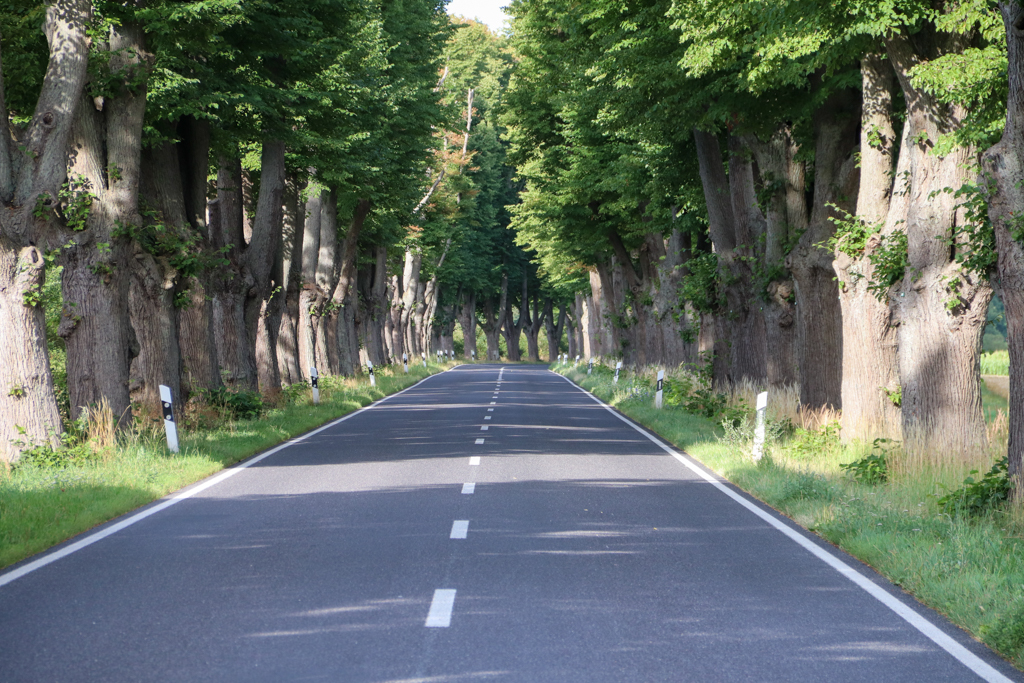 Alleenstraße in der Uckermark