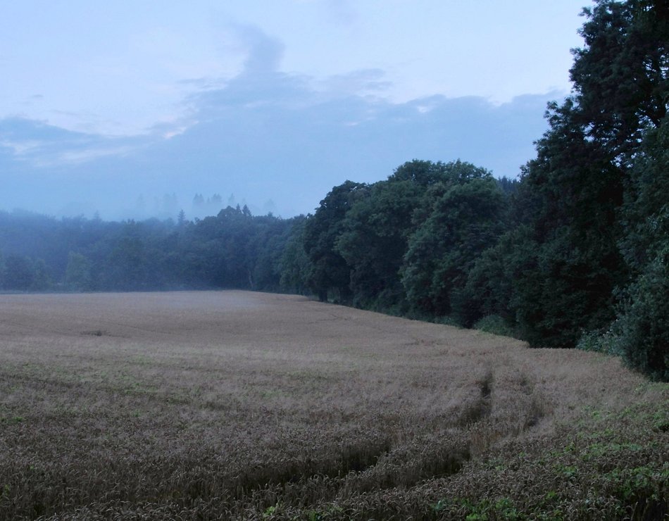 Alleerand im Früh-Licht III