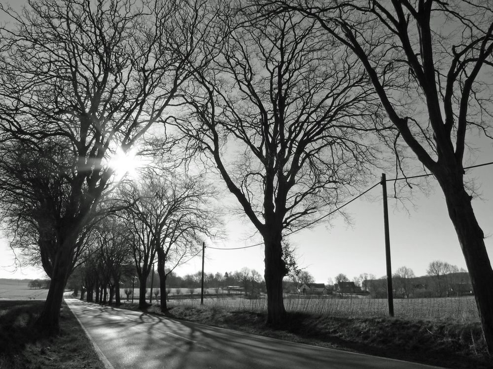 Alleestraße im Morgenlicht