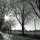 Alleestraße im Morgenlicht