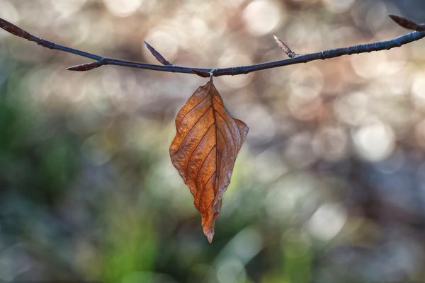 .....Allein Allein..... 