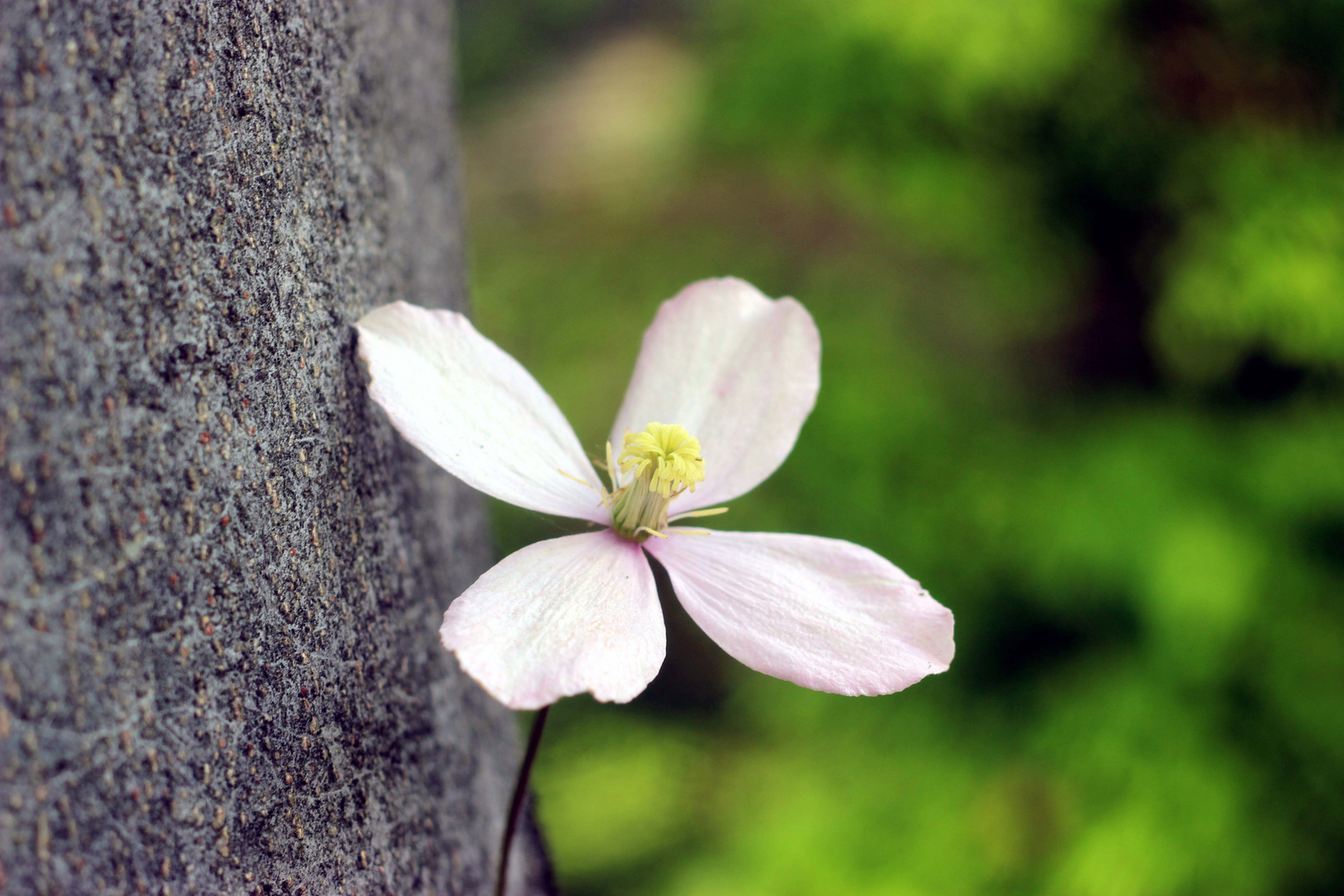 allein am Baum