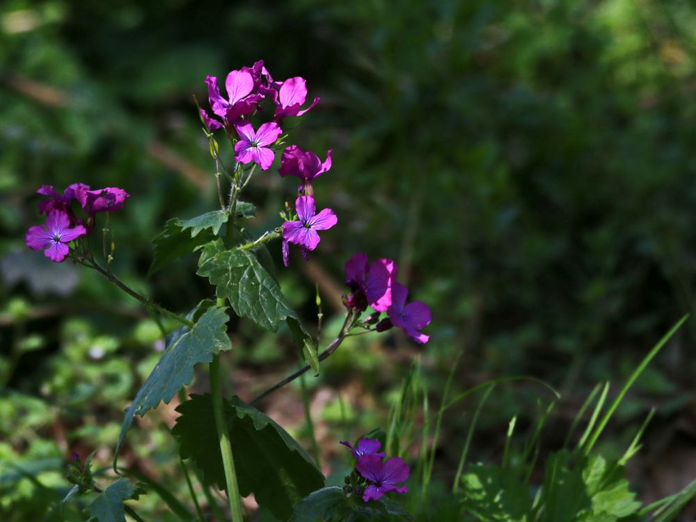 pflanze lila blüten hängend