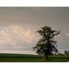 Allein auf dem Feld