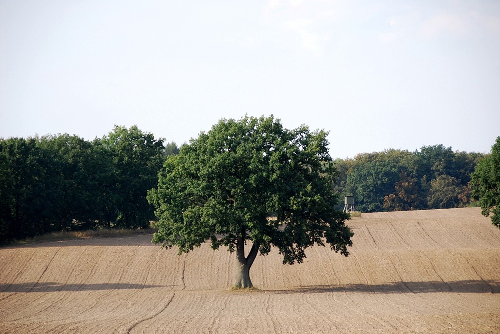 ..allein auf dem Feld.