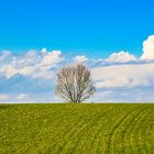 Allein auf dem Feld