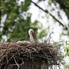 Allein auf dem Nest