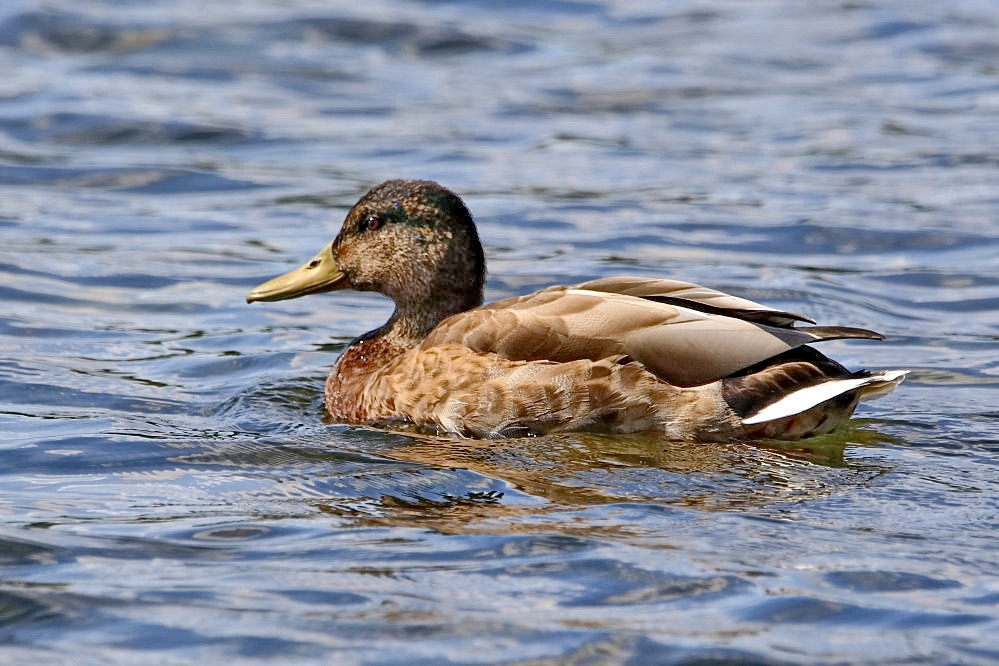 allein auf dem See Foto & Bild | vögel, fotos, wasser Bilder auf