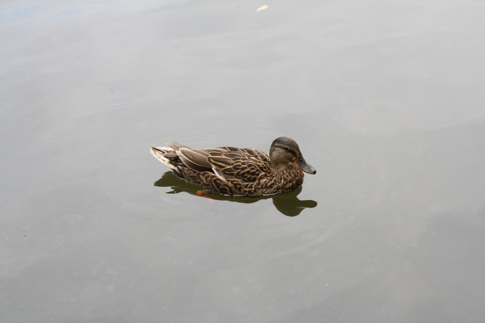 Allein auf dem See