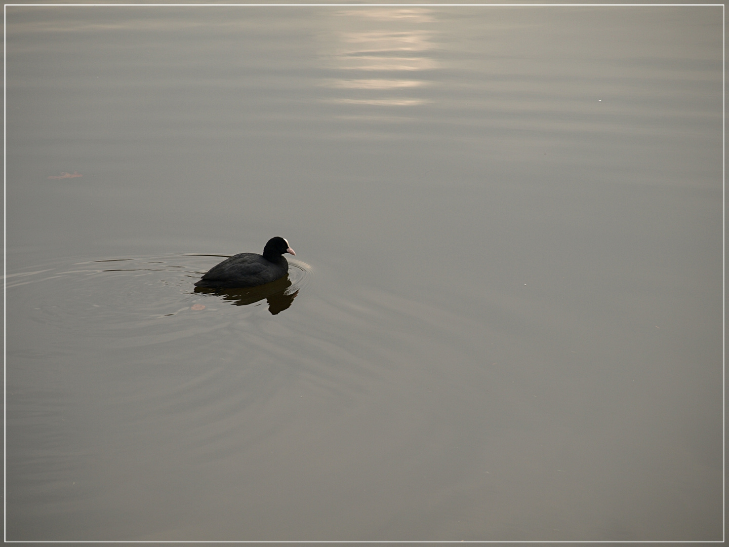 Allein auf dem See