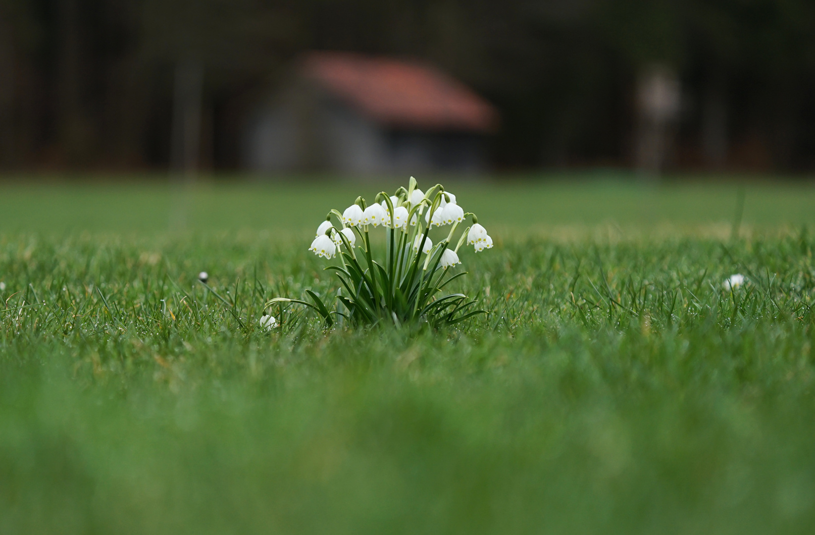 Allein auf der großen Wiese